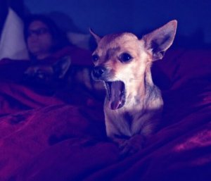夜に犬が吠えるのを防ぐ方法