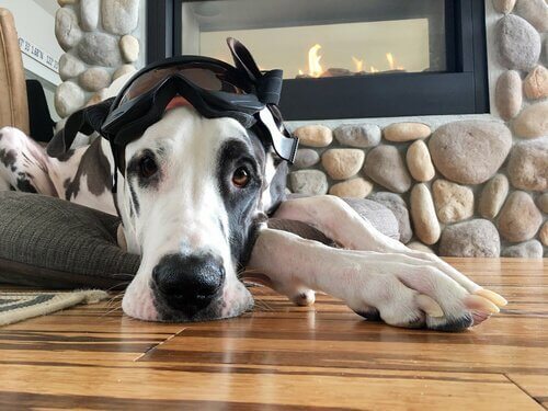 床に寝そべる犬 屋外 室内 ペット 犬小屋