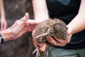 絶滅の危機を脱したキーウィ:ニュージーランドの国鳥