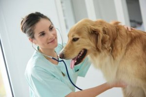 犬の巨大食道症とは?症状と治療法