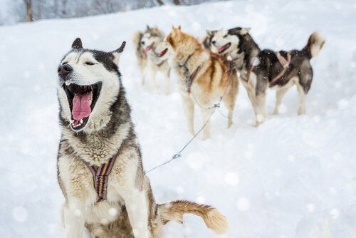 ４つのカテゴリーに分けたオス犬にぴったりの名前
