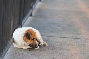 ペットが行方不明になってしまったらどうすれば?