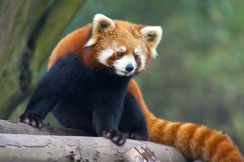レッサーパンダ 中国の動物