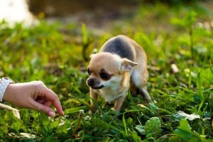おびえている犬に近寄るために必要なことは?