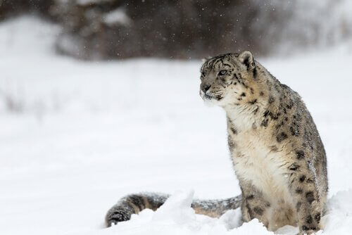 ユキヒョウ 中国の動物