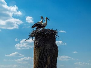 クレペタンとマレーナ:コウノトリ夫婦の物語