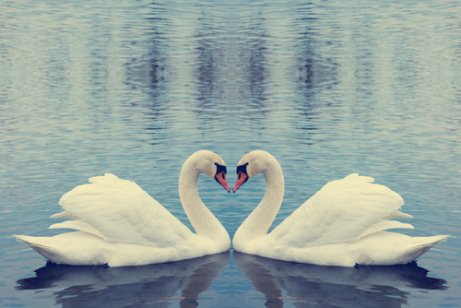 白鳥の愛 一夫一婦 動物