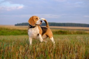 追跡犬について:優れた5種類の追跡犬を知ってみよう!