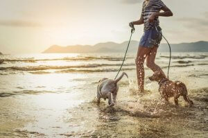 愛犬と一緒に旅行!夏の旅行計画を立てよう