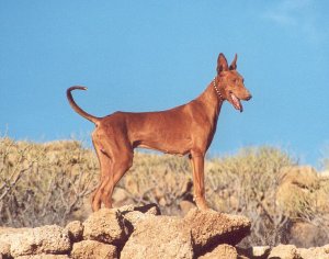 ちょっと変わった犬:ポデンコ・カナリオについて