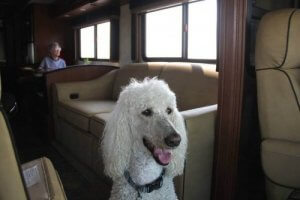 ノーマとリンゴの物語:愛犬と一緒にアメリカを旅した女性