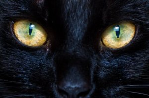 犬や猫の瞳孔はどんな仕組みで動いてるのだろう?