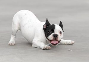 犬の視覚と見え方について:実は白黒じゃなかった!