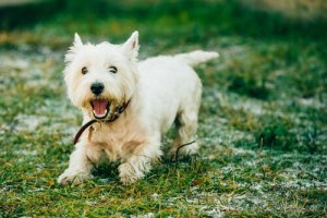 動物のヘアーカラーリング:流行に潜む危険性とは?