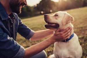 「犬の行動学」について学びませんか?:動物行動学の重要性