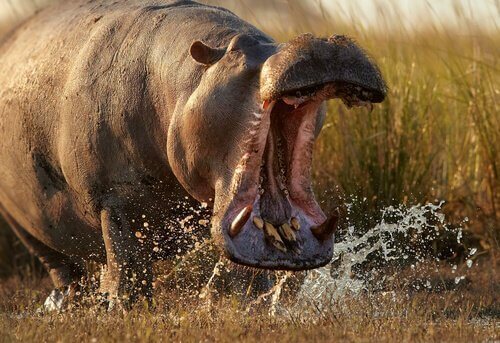 口を開けるカバ 獲物を捕らえるのが上手 生き物