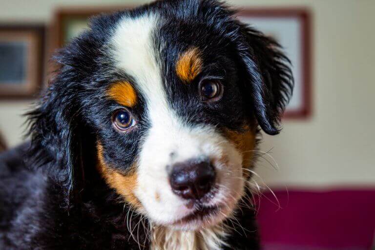 こちらを見つめる犬 スペイン原産 犬