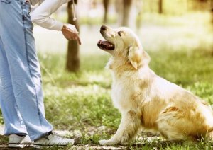 犬をトレーニングする際に犯しがちな間違いとは?