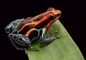 獲物には死を:獲物を捕らえるのが上手な生き物5選