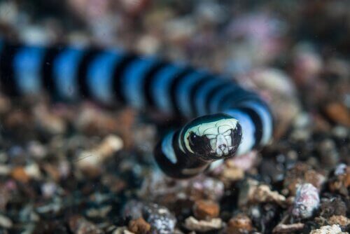 泳いでいるウミヘビ 獲物を捕らえるのが上手 生き物