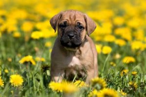スペイン原産の犬たち:たくさんのワンちゃんをご紹介!