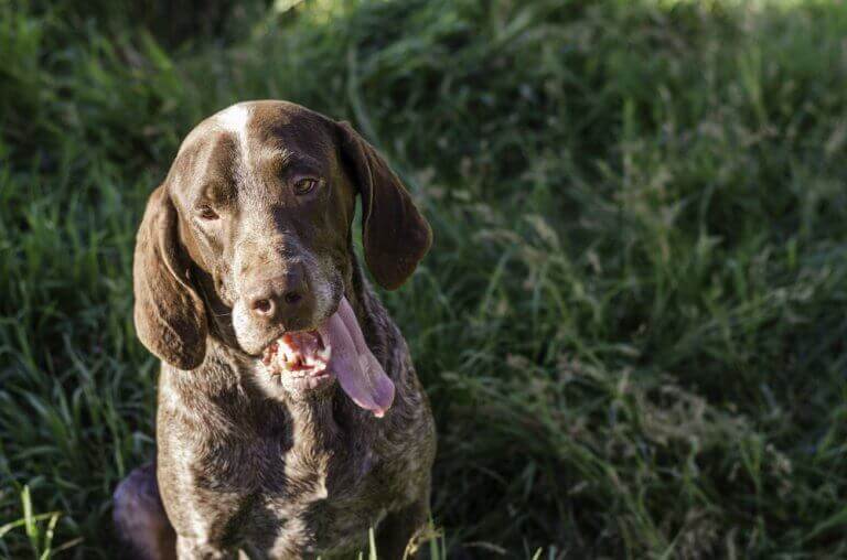 草むらに佇む犬 スペイン原産 犬