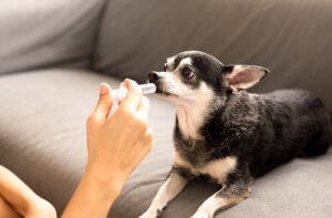 人間と犬に共通する病気について:ペットも飼い主も健康に