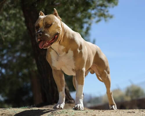 ピットブル 純血種 犬 ポイント アドバイス
