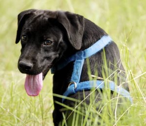 犬用ハーネスの迷信と真実:何が本当なのか見てみよう