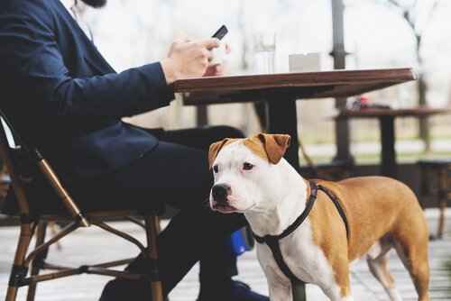 犬用ハーネス 迷信 真実