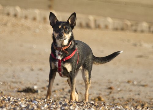 犬用ハーネスか首輪か