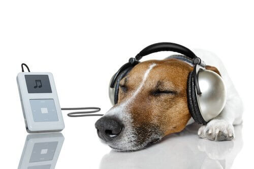 音楽を聴く犬 犬 歌