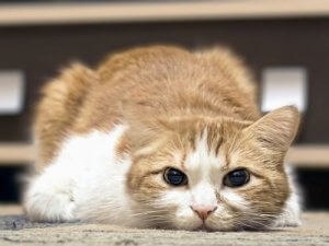 猫が熱を出したときの見分け方について見てみよう