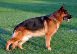 純血種の犬を購入する前に考慮すべきポイントとアドバイス