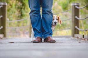 犬の雷恐怖症への対処法とは?