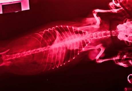 犬のレントゲン フィラリア症 犬糸状虫症 ペット