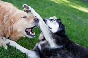 オス犬を二匹飼うときのアドバイス:どうやって紹介する?