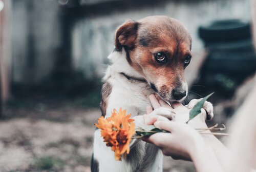 犬 雷恐怖症 対処法
