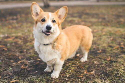 足の短い犬種 可愛いワンちゃんに癒されてみませんか