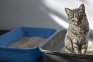 猫のトイレの臭い防ぐための対策:あなたの家は臭ってない?