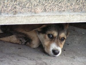嵐を怖がる犬をサポートしてあげる方法:恐怖の緩和