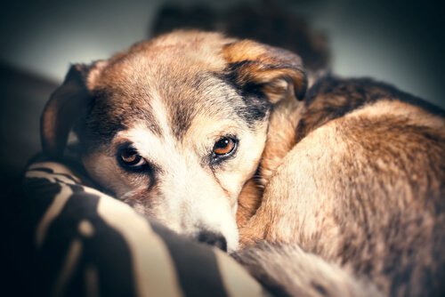 犬 雷恐怖症 対処法