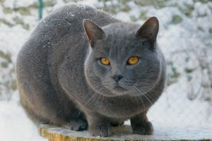 独特の魅力を持つ美しき短毛種の猫を見てみよう!