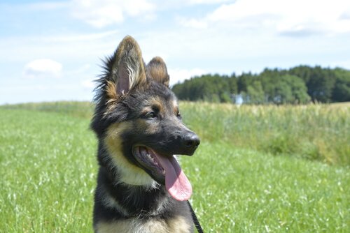ドッグショー 犬