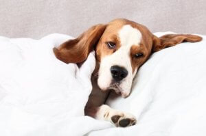 フィラリア症(犬糸状虫症)について:原因と治療法