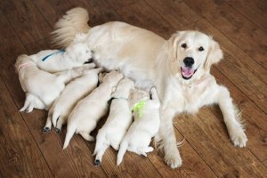 愛犬の出産時に飼い主ができること:必要なこととは?