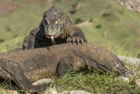 コモドドラゴン 世界7不思議 自然