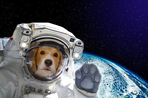 宇宙にいる犬 犬 歌