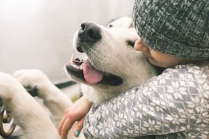 不安の強い犬のなだめ方:犬が感じる恐怖について