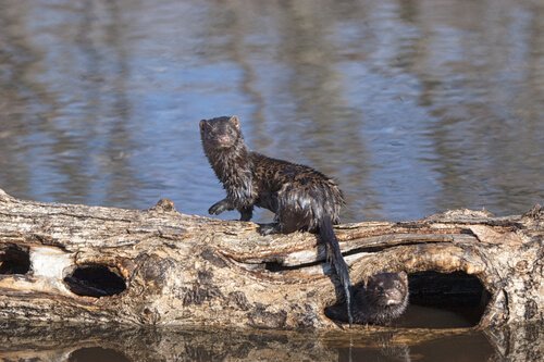 ミンクの毛皮 毛皮産業 終わり 動物の命